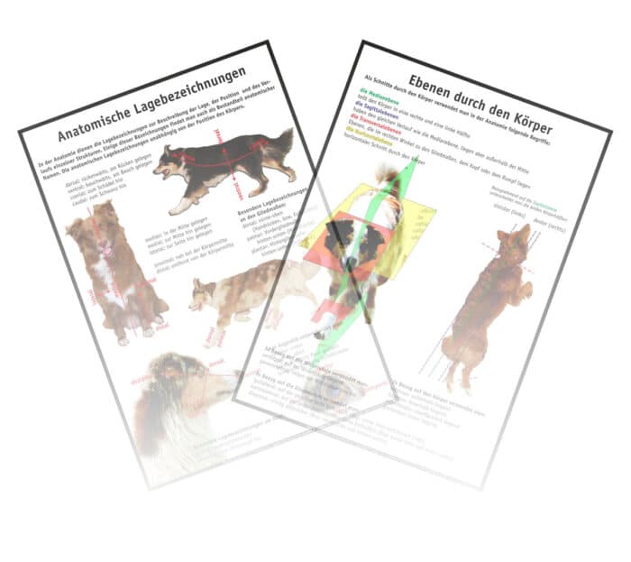 Anatomische Lagebezeichnungen Hund